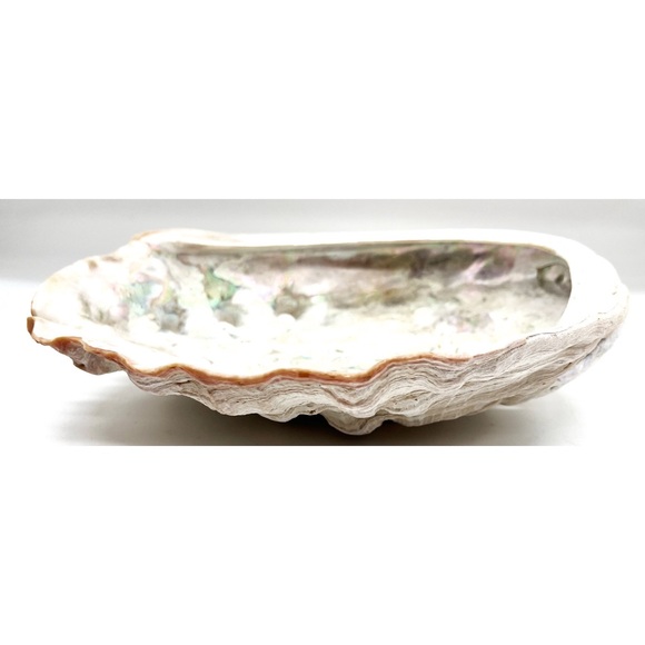 Abalone Shell Large 8.25” X 6.5” Ocean Sea Shell Natural Condition Trinket Dish - Picture 5 of 5
